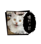 オス猫！Nike/ニケ Part 2（個別スタンプ：7）