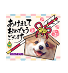 ゴーギ犬LINEスタンプ、yamami（個別スタンプ：7）