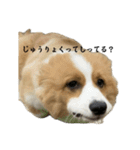 タフだぜタフィーくん3（個別スタンプ：21）