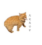 うにまーる（敬語）（個別スタンプ：5）