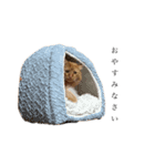 うにまーる（敬語）（個別スタンプ：12）
