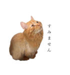 うにまーる（敬語）（個別スタンプ：13）