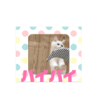 わが家の猫動くスタンプ（個別スタンプ：8）