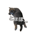 三丸くん（個別スタンプ：2）
