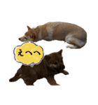 三丸くん（個別スタンプ：3）