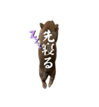 三丸くん（個別スタンプ：5）