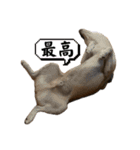 三丸くん（個別スタンプ：6）