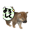 三丸くん（個別スタンプ：14）