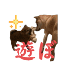 三丸くん（個別スタンプ：16）