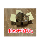 ベンガル猫 あんなの日常（個別スタンプ：1）