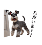 犬のミニチュアシュナウザーです。（個別スタンプ：3）