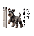 犬のミニチュアシュナウザーです。（個別スタンプ：4）