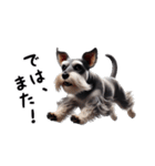 犬のミニチュアシュナウザーです。（個別スタンプ：7）