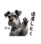 犬のミニチュアシュナウザーです。（個別スタンプ：14）