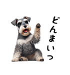 犬のミニチュアシュナウザーです。（個別スタンプ：21）