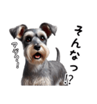 犬のミニチュアシュナウザーです。（個別スタンプ：22）