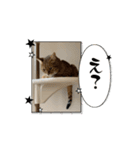 動く ベンガル猫 あんなの日常（個別スタンプ：3）