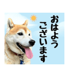 柴犬さくらさん【日常会話編1】（個別スタンプ：2）