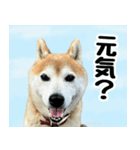 柴犬さくらさん【日常会話編1】（個別スタンプ：3）