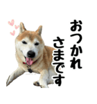 柴犬さくらさん【日常会話編1】（個別スタンプ：4）