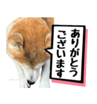 柴犬さくらさん【日常会話編1】（個別スタンプ：6）