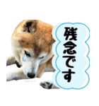 柴犬さくらさん【日常会話編1】（個別スタンプ：8）