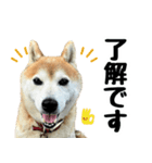 柴犬さくらさん【日常会話編1】（個別スタンプ：10）