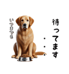 犬のゴールデンレトリバーのスタンプです。（個別スタンプ：4）