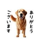 犬のゴールデンレトリバーのスタンプです。（個別スタンプ：20）