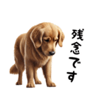 犬のゴールデンレトリバーのスタンプです。（個別スタンプ：21）