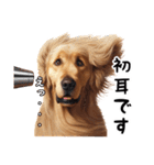 犬のゴールデンレトリバーのスタンプです。（個別スタンプ：25）