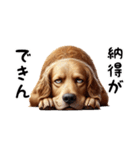 犬のゴールデンレトリバーのスタンプです。（個別スタンプ：27）