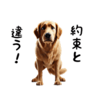 犬のゴールデンレトリバーのスタンプです。（個別スタンプ：30）