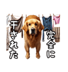 犬のゴールデンレトリバーのスタンプです。（個別スタンプ：37）