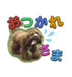 キャバプーMUGIスタンプ（個別スタンプ：4）