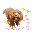 キャバプーMUGIスタンプ（個別スタンプ：5）
