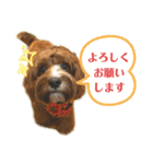 キャバプーMUGIスタンプ（個別スタンプ：7）