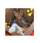 ねこちゃんず3！₍⸍⸌̣ʷ̣̫⸍̣⸌₎（個別スタンプ：13）