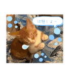 ねこちゃんず3！₍⸍⸌̣ʷ̣̫⸍̣⸌₎（個別スタンプ：28）