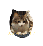 ねこちゃんず3！₍⸍⸌̣ʷ̣̫⸍̣⸌₎（個別スタンプ：37）