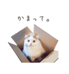 船越もこた 日常ver（個別スタンプ：8）