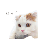 船越もこた 日常ver（個別スタンプ：11）