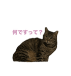 猫のちびちゃんとめめごん（個別スタンプ：1）