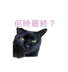 猫のちびちゃんとめめごん（個別スタンプ：2）