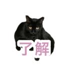 猫のちびちゃんとめめごん（個別スタンプ：4）