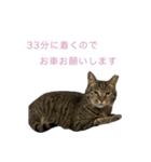 猫のちびちゃんとめめごん（個別スタンプ：5）