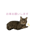 猫のちびちゃんとめめごん（個別スタンプ：6）