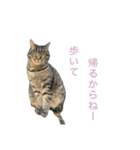 猫のちびちゃんとめめごん（個別スタンプ：7）