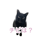 猫のちびちゃんとめめごん（個別スタンプ：8）