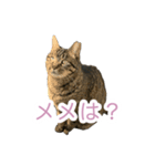 猫のちびちゃんとめめごん（個別スタンプ：9）